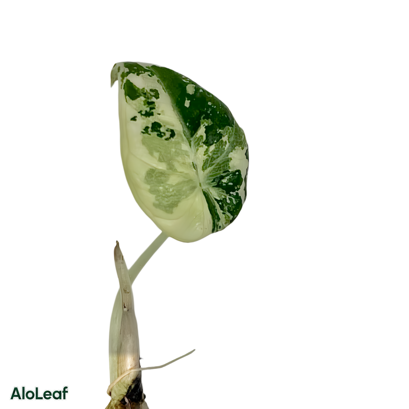 Alocasia Black Velvet Pink Variegated (Single Leaf)