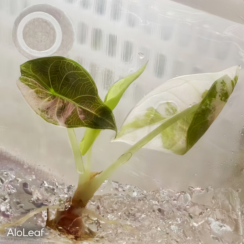 Alocasia Sedenii Pink Variegated