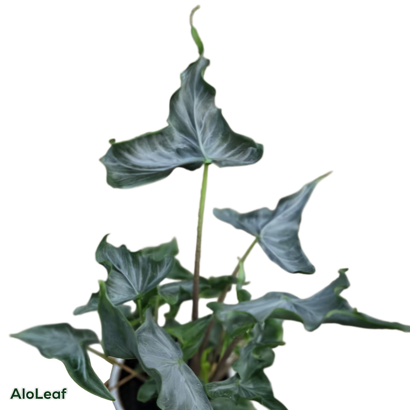 Alocasia Holy Grail