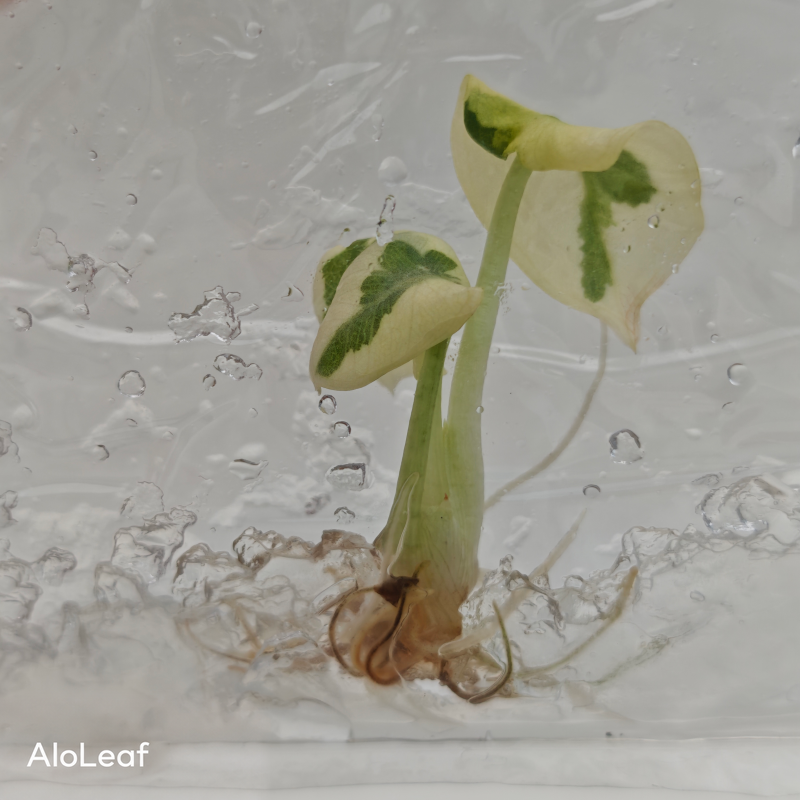 Alocasia Ninja Albo Lava Variegated