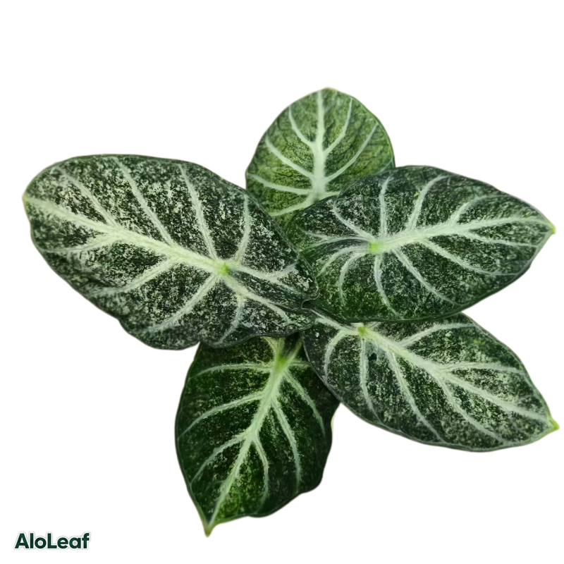 Alocasia Freckle Ninja Variegated