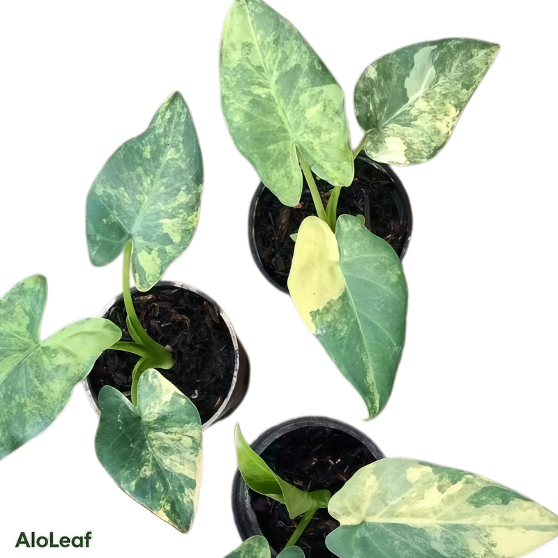 Alocasia Puber Aruea Variegated