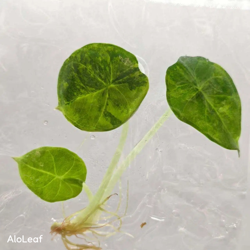 Alocasia Chaii Aruea Variegated