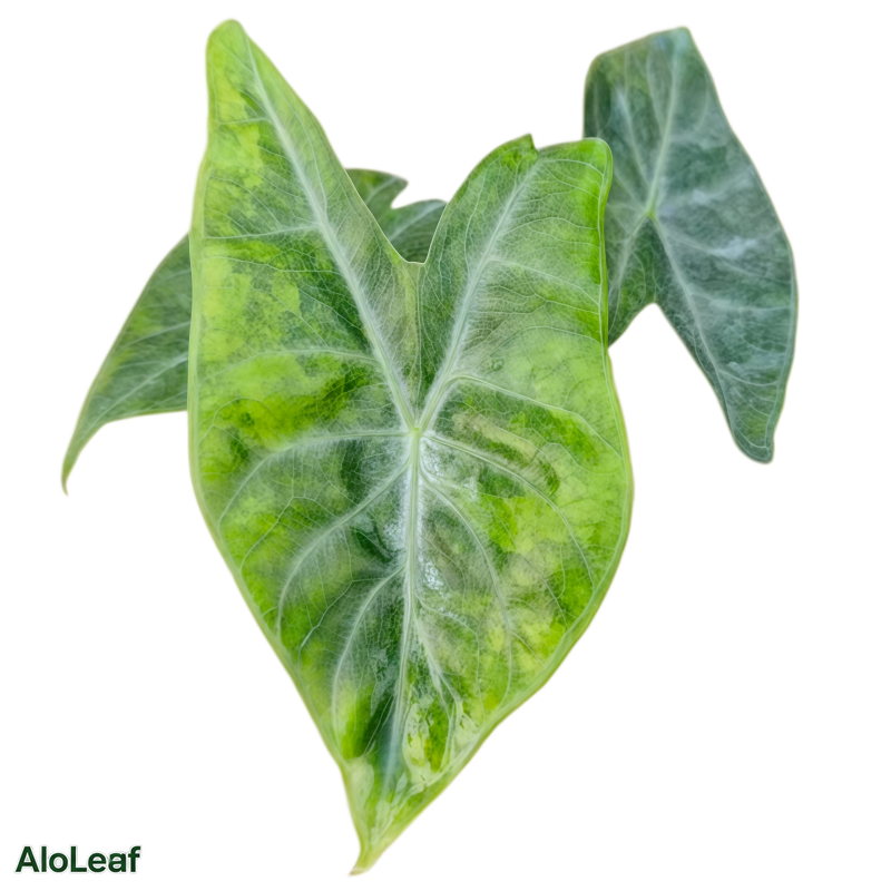 Alocasia Amazonica Ivory Coast Aurea Variegated
