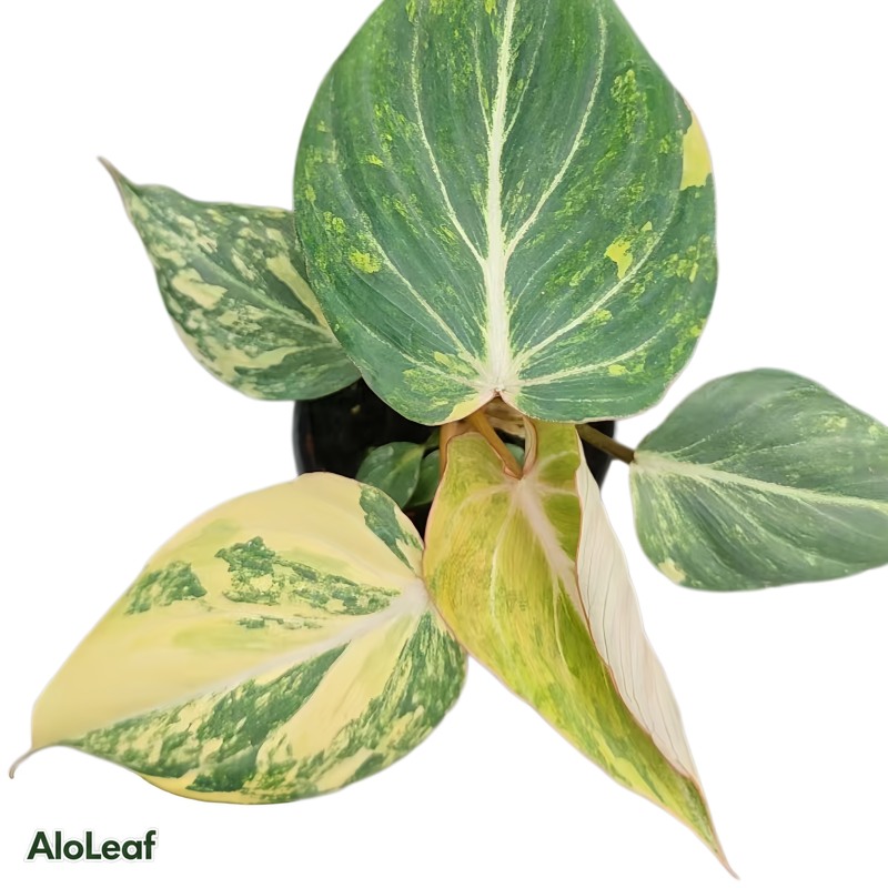 Philodendron Gloriosum Legacy Variegated