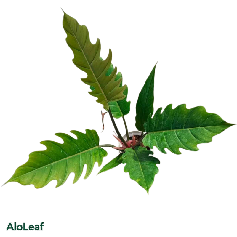 Philodendron Pluto