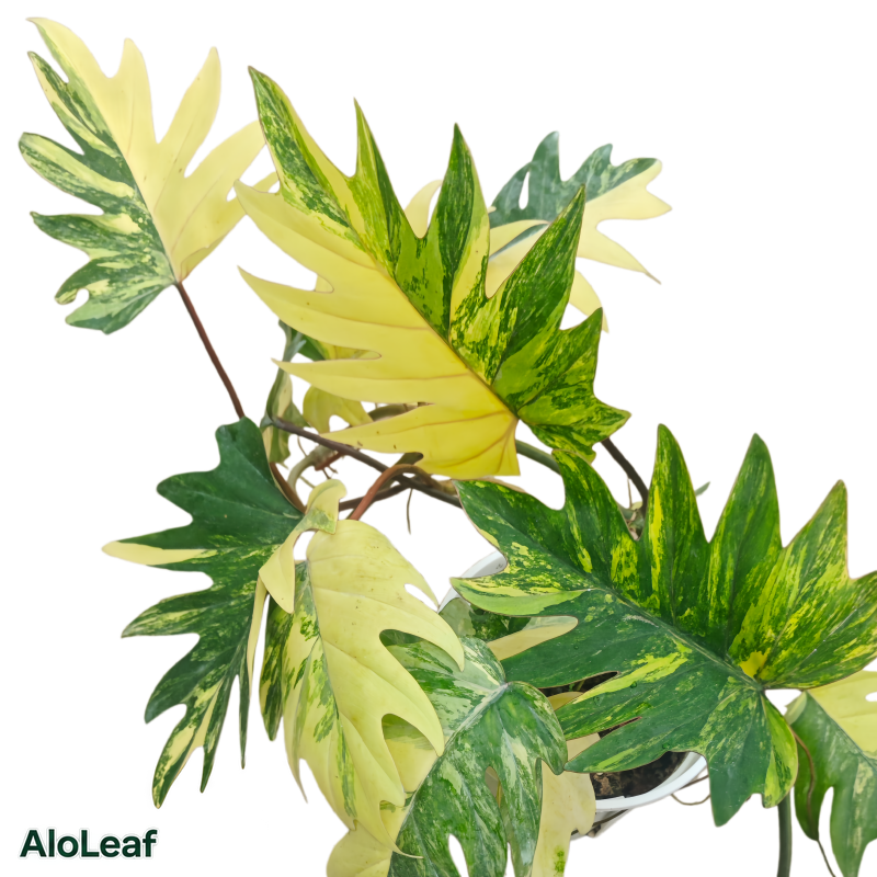 Philodendron Mayoi Aurea Variegated