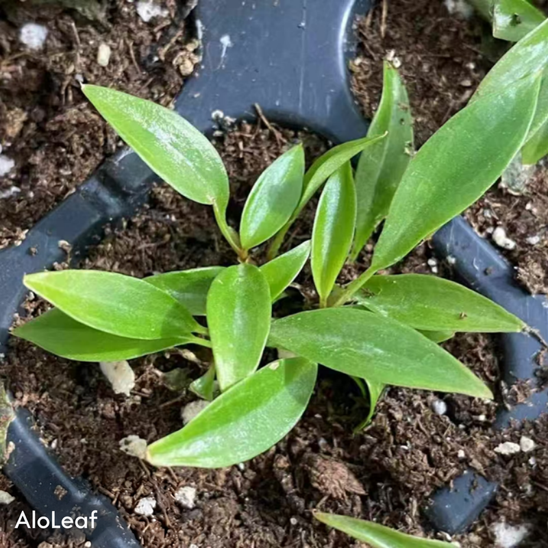 Philodendron Black Princess (Green)
