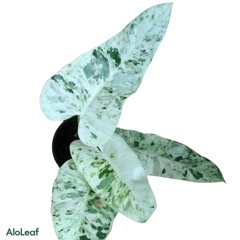 Philodendron Giganteum Blizzard Snowflake Variegated