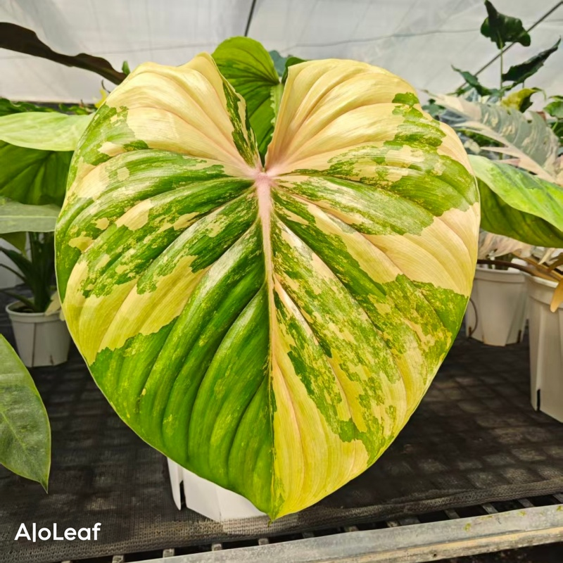 Philodendron Pastazanum Silver Aurea Variegated Hybrid