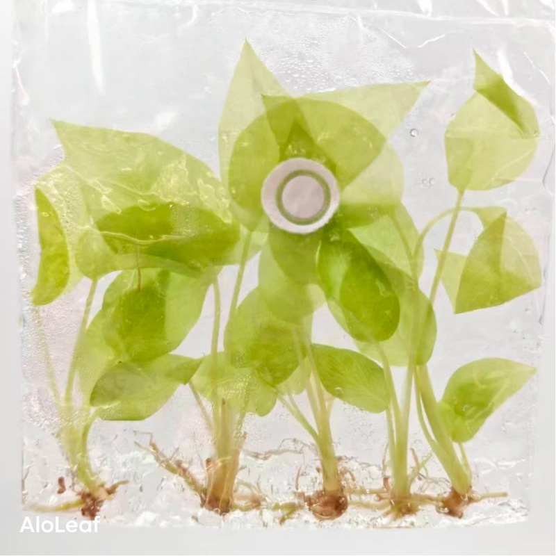 Philodendron Warscewiczii Aurea Flavum Aurea Variegated