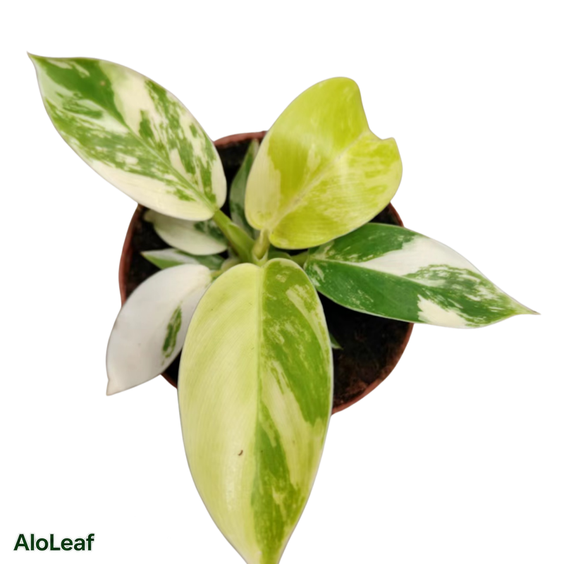 Philodendron Imperial Golden Variegated