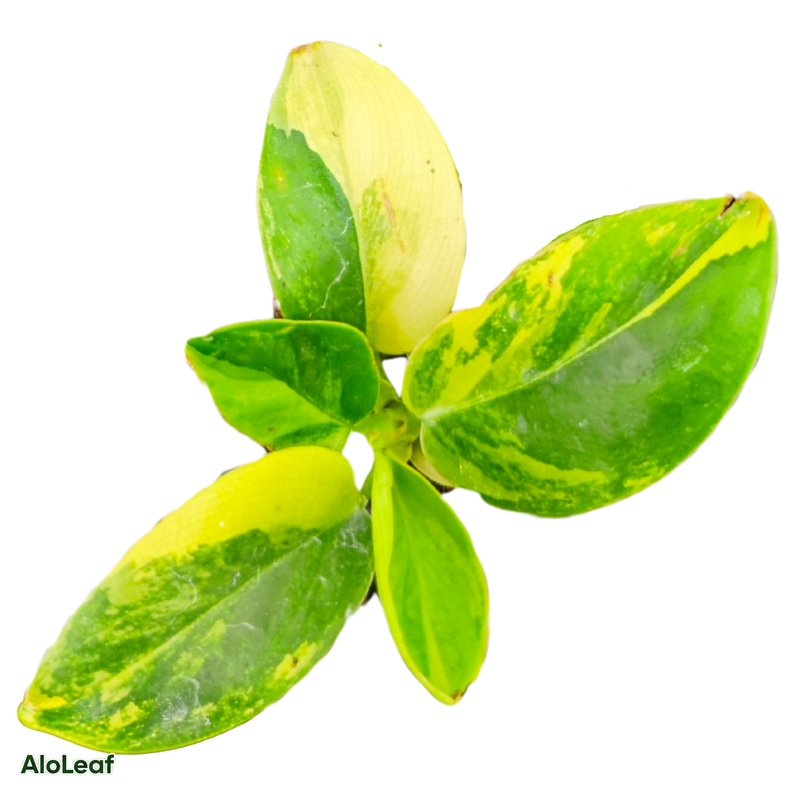 Philodendron Yellow Congo Variegated
