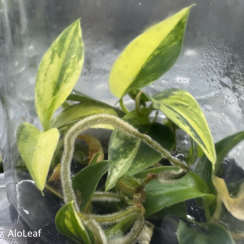 Philodendron Imperial Green Variegated