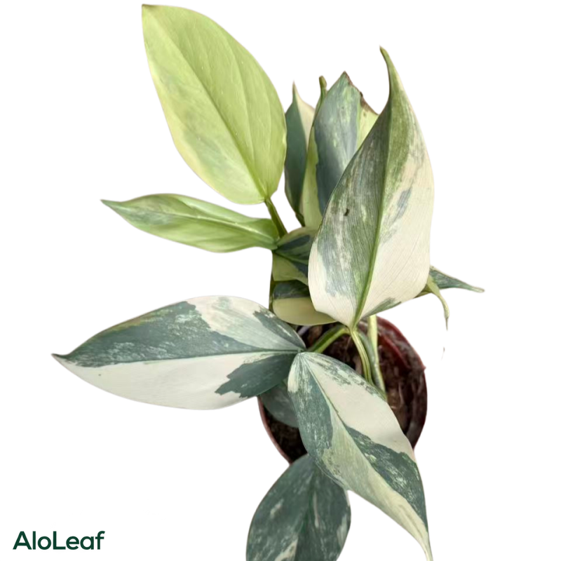 Philodendron Silver Sword Variegated