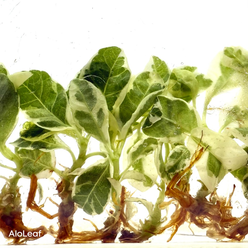 Ficus Lyrata Variegated