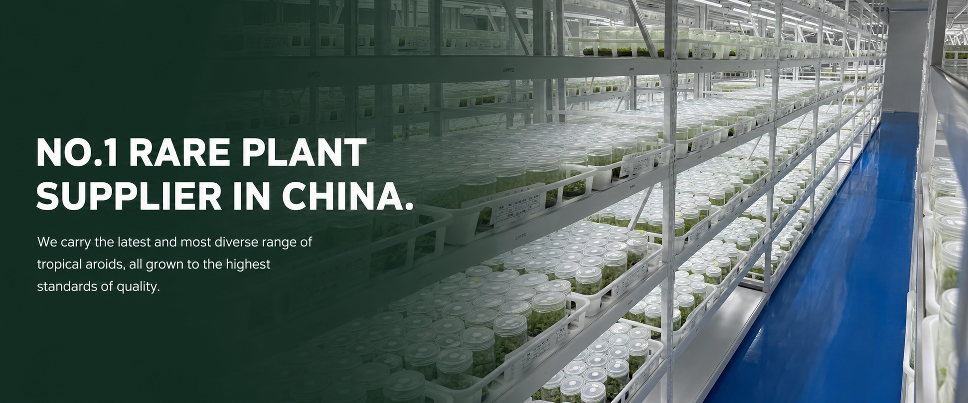 AloLeaf tropical plant nursery
