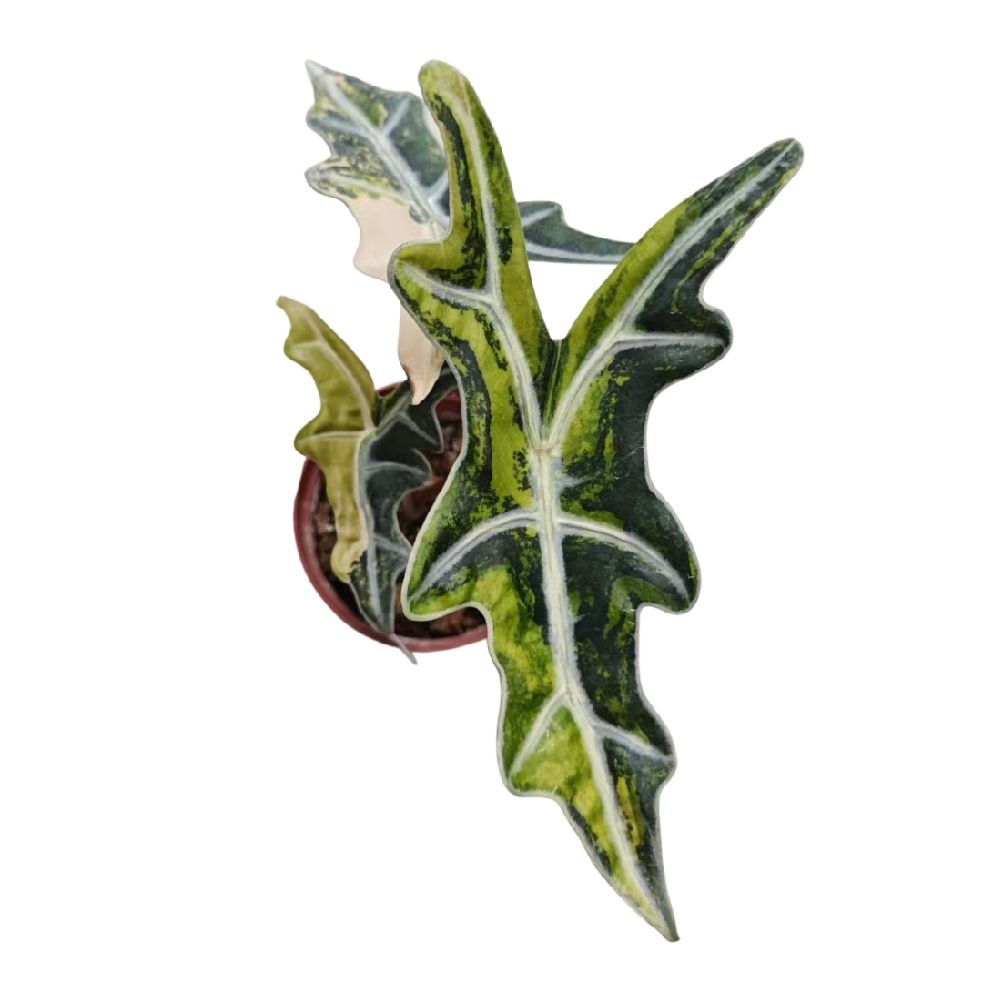 Alocasia Nobilis Aurea Variegated