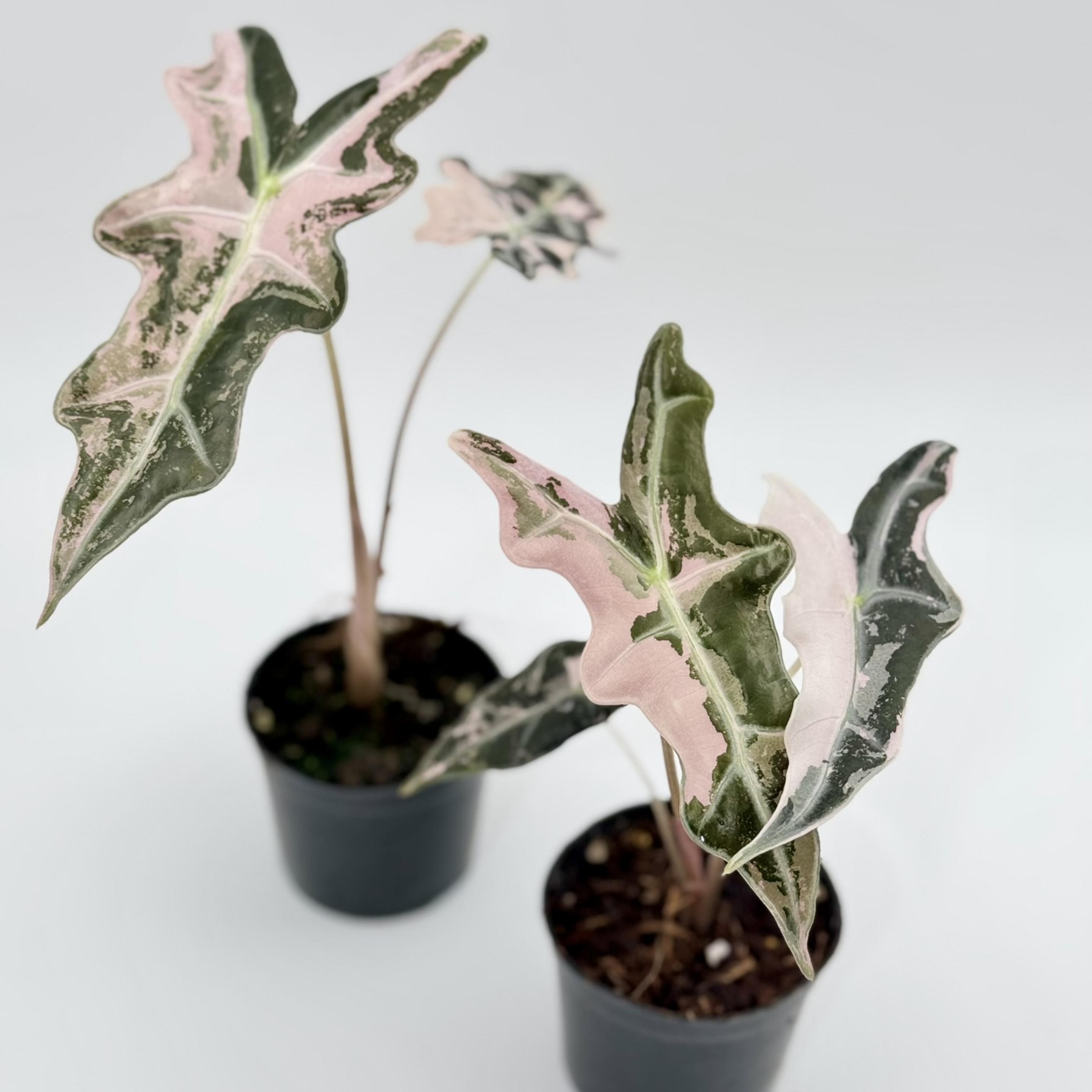 Alocasia