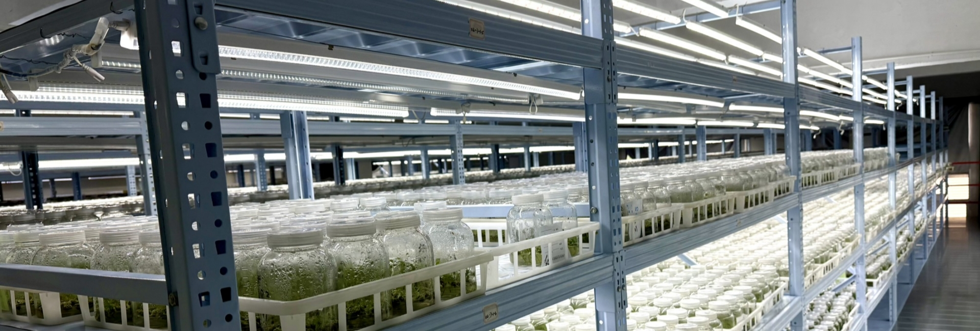 Tissue Culture Plant Catalog