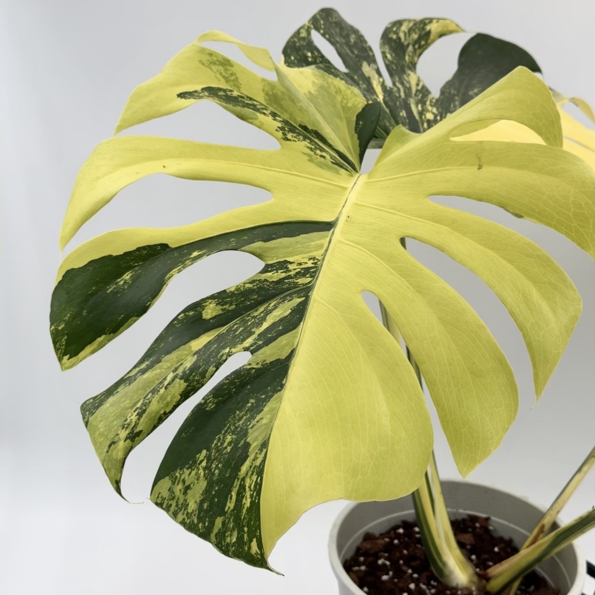 Monstera