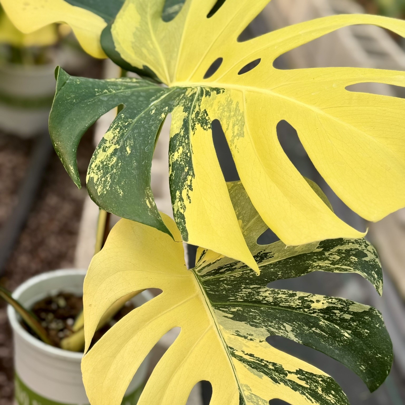 Monstera Lemon Pom Pom
