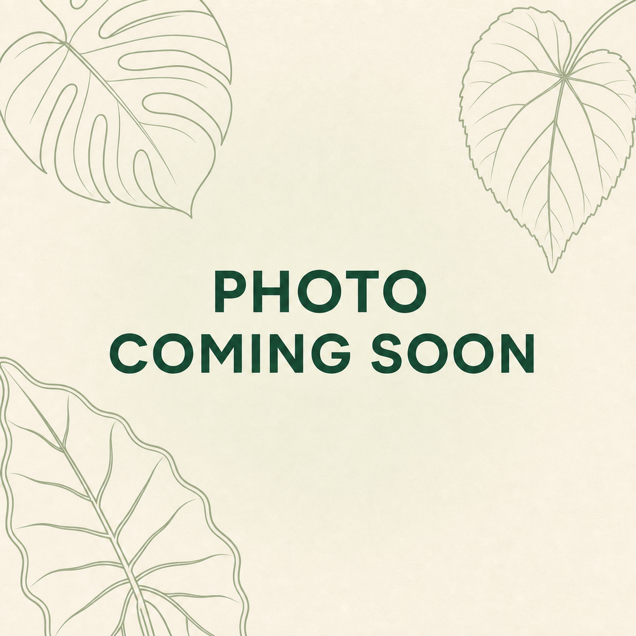 Alocasia Lauterbachiana Mint Variegated